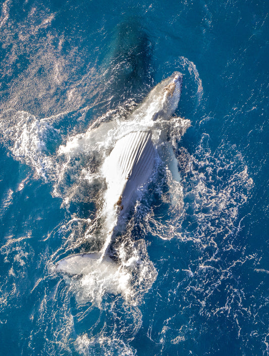 Humpback Migration