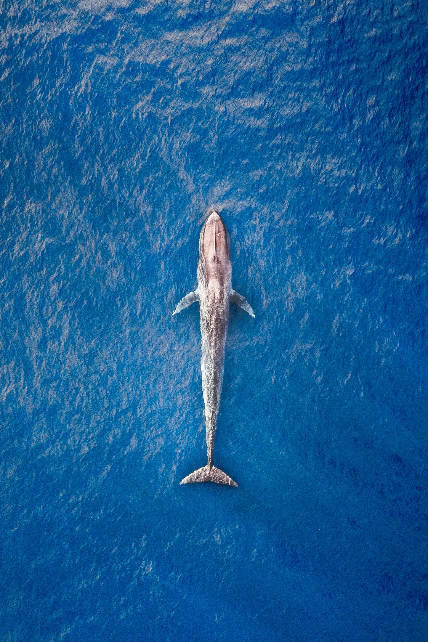 Blue Whale